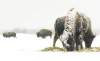 MIKE APORIUS/WINNIPEG FREE PRESS STANDUP - Bison graze during a snowy Wednesday afternoon at the Bison Prairie at Fort Whyte Centre. December 28/2005