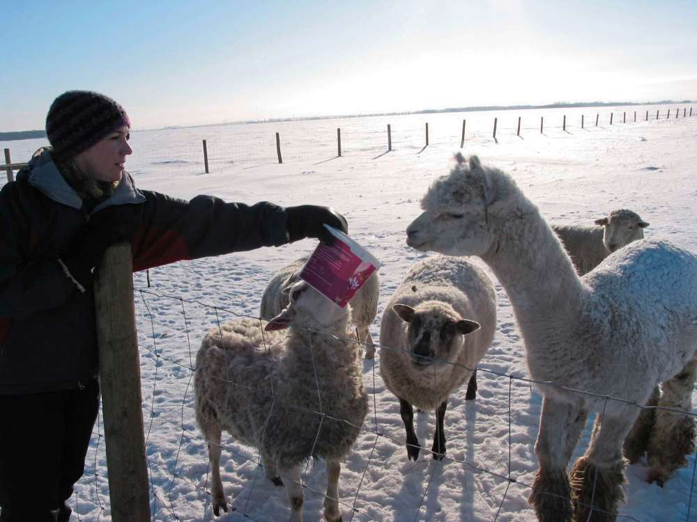 Andrea Geary
Chris Uhres-Todd feeds her sheep and alpaca on her family’s Sunnydrift Farm in the RM of Rosser.