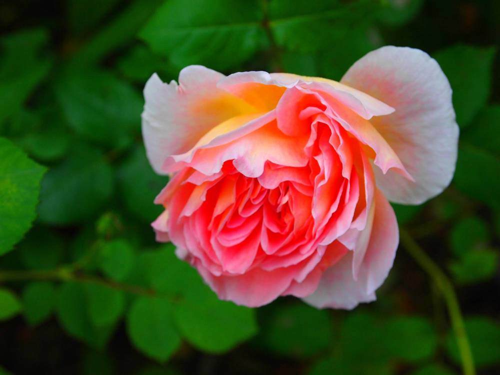 The subject is roses, Canadian roses Our Communities