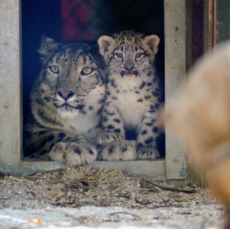 Supplied Photo by Dan Harper
The snow leopard cubs made their debut to the public Aug. 27. Check them out during the long weekend.