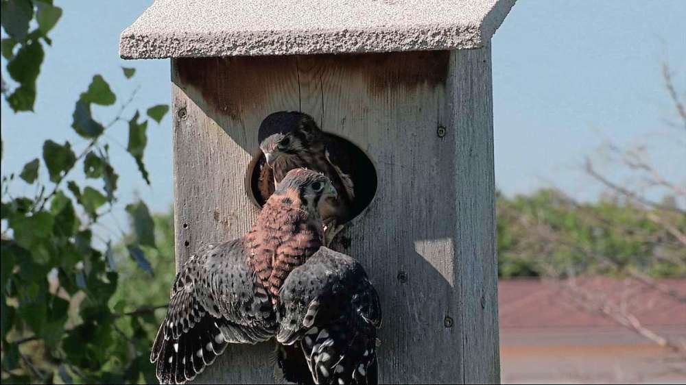 Supplied photo
A family of American kestrels have taken up residence in a nest just north of Kilcona Regional Park. Nu-Sun Cinema’s Kestrel Korner website tracks and reports on their movements, and posts regular video and photographs online.