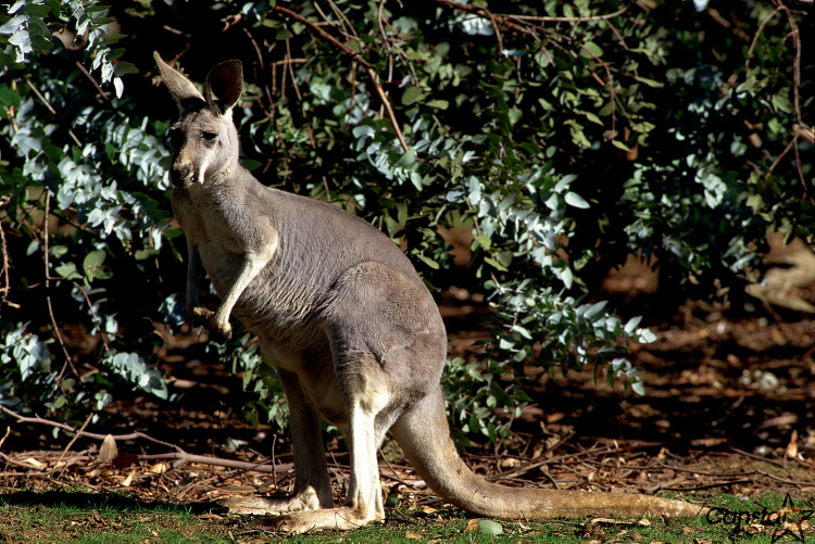 Supplied photo
Australian Walkabout will open at Assiniboine Park Zoo on May 17.