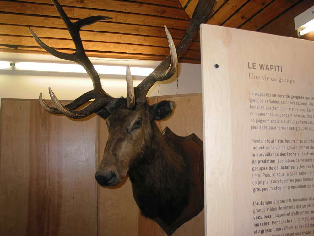 Andrea Geary
The wapiti is one of the lesser known members of the Cervidae family.