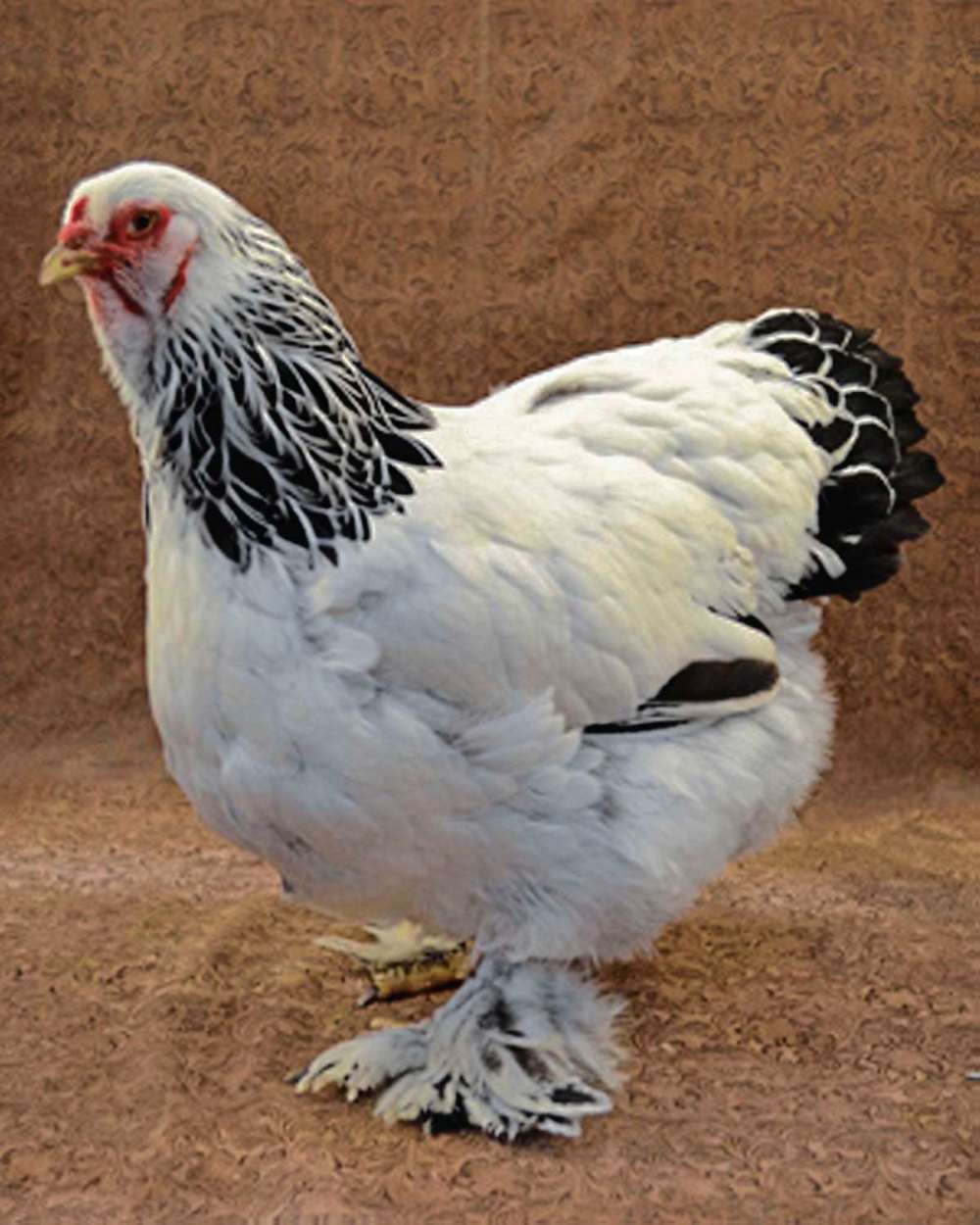 Supplied photo
This Brahma chicken is an example of one of the purebred varieties raised by the Cluck and Quack Poultry Club’s members.