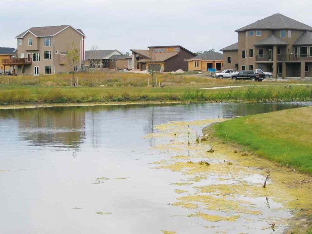 Andrea Geary
Algae lies on one of three retention ponds in Headingley’s new Deer Pointe 
subdivision.