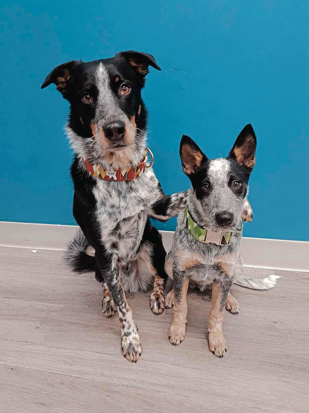 Supplied photo
Melissa Zyzniewski’s dogs (from left) Benson and Rambo inspired her to start a business in Headingley.