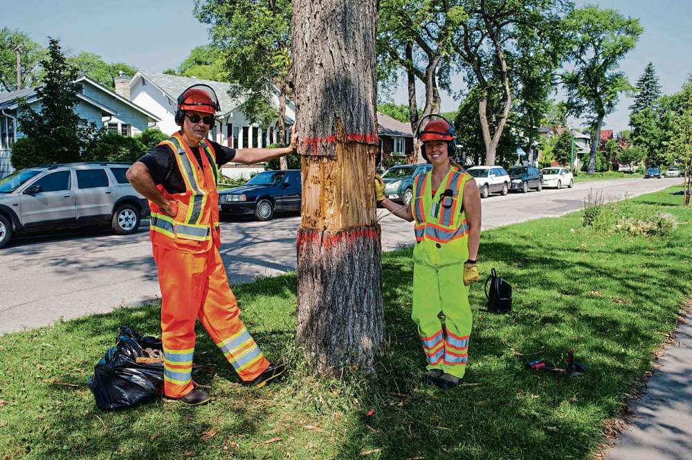 Alana Trachenko
University of Winnipeg professor Dr. Richard Westwood (left) and undergrad Stefanie Sheard stand beside an elm highly infected by Dutch Elm disease. This summer they are conducting research on Dutch Elm “super shedder” trees, which will be prioritized for removal by the City.