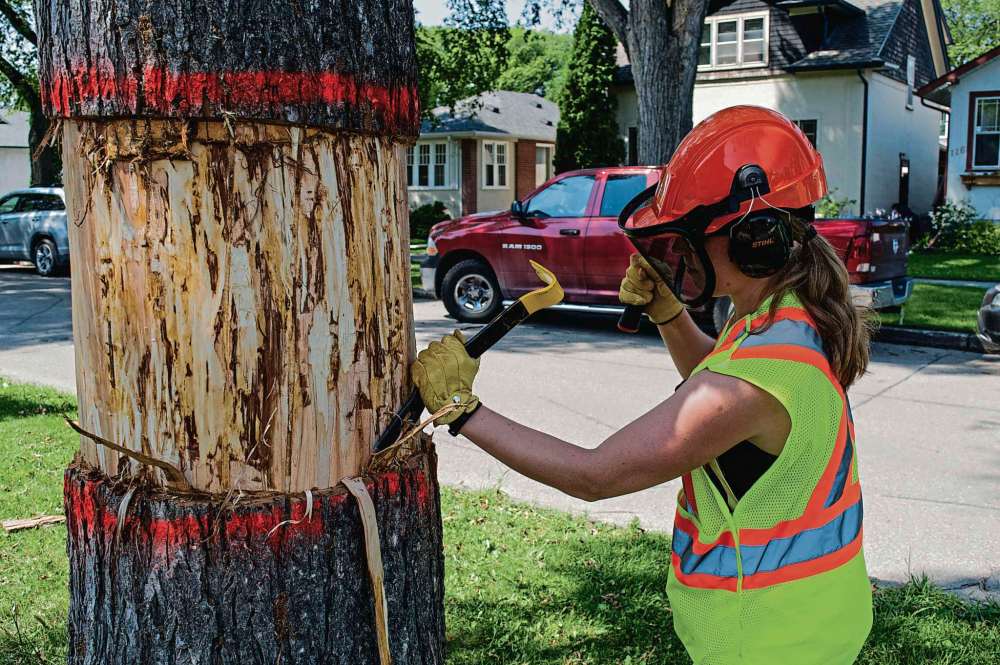 Alana Trachenko
Undergrad Stefanie Sheard peels back the bark from an elm tree. The dark spots on the tree’s cambium indicate that it’s highly infected by Dutch Elm.