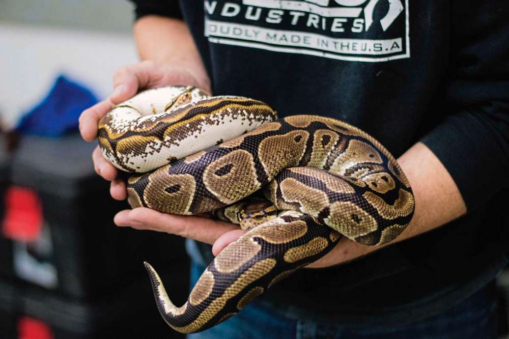 Alana Trachenko
Prairie Exotics is home to several snakes, such as these two ball pythons. Pythons are constrictors and are safe to keep as pets.