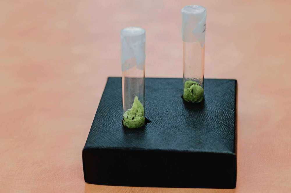 Wolseley students to send yarrow into orbit – Our Communities