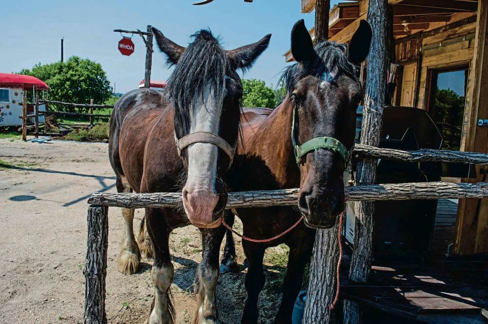 Alana Trachenko
Horses at Unique Corral are ready to take visitors on sleigh and carriage rides.