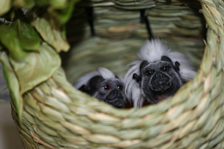 Supplied photo
July 24 -- Two cotton-top tamarins will take refuge in Assiniboine Park Zoo from Calgary Zoo following last month's flood.
(SUPPLIED PHOTO)
METRO