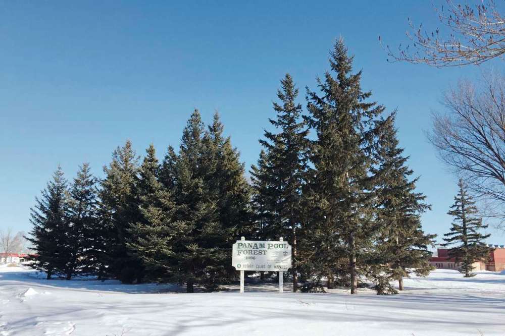 Photo by Susan Huebert
The yard outside the Pan Am Pool features a copse of coniferous trees known as the Pan Am Pool Forest.