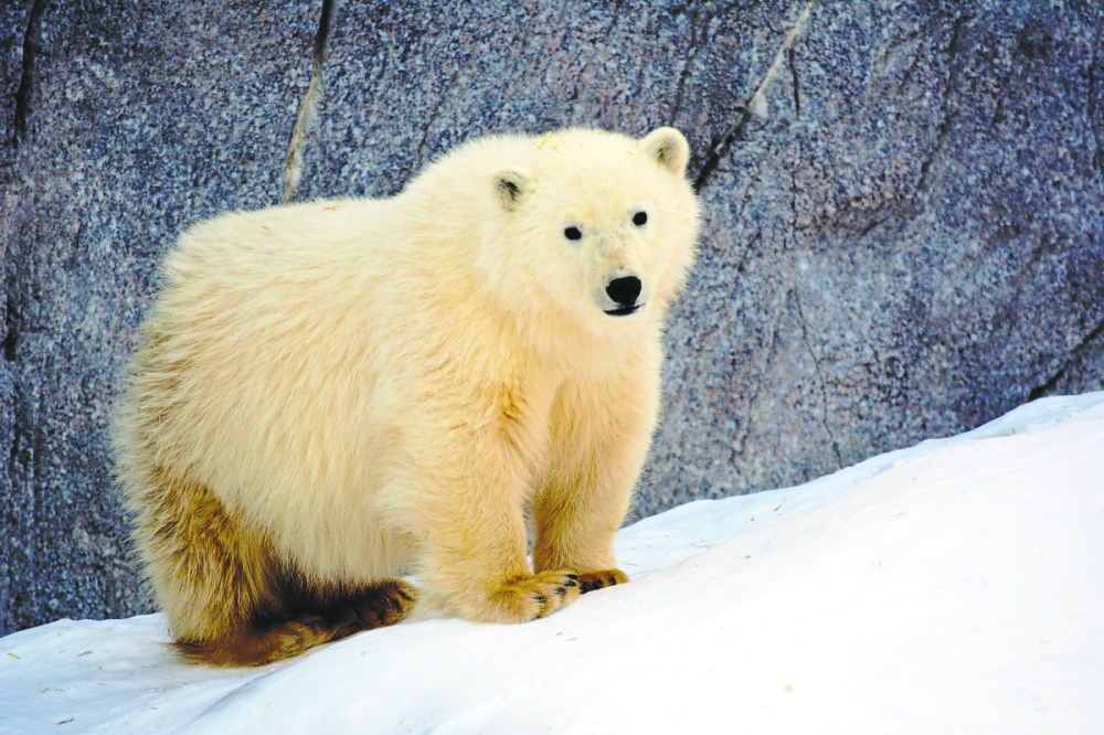 Supplied photo
A female orphaned polar bear cub that arrived at the Leatherdale International Polar Bear Conservation Centre in December 2017 has been named Willow following a public poll.