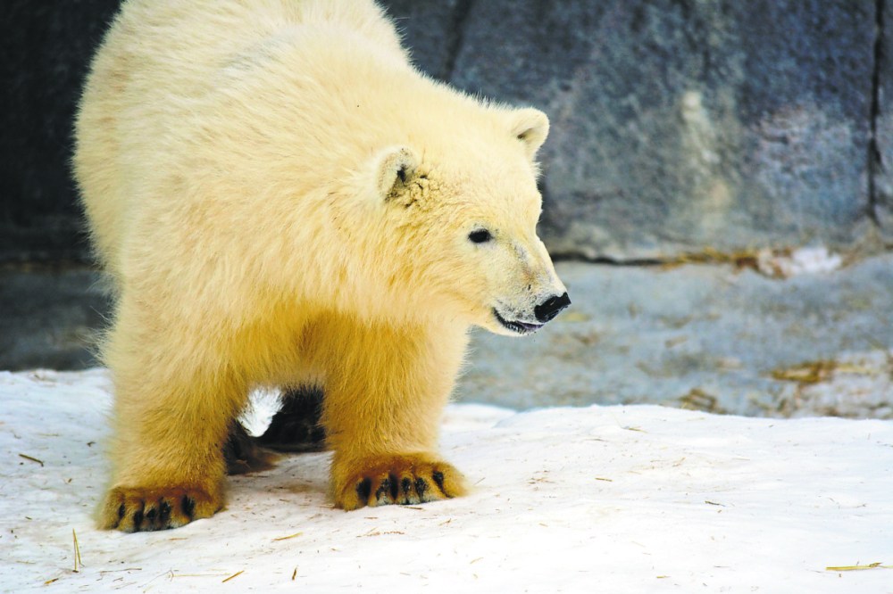 Supplied photo
A male orphaned polar bear cub that arrived at the Leatherdale International Polar Bear Conservation Centre in December 2017 has been named Baffin following a public poll.