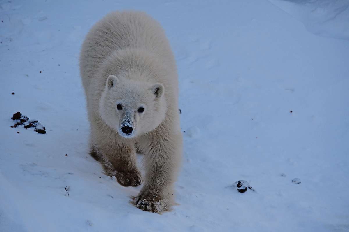 Inuit names given to new polar bears Our Communities