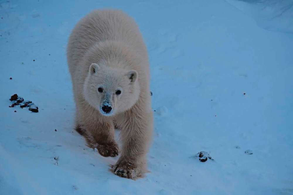 Supplied photo
Male polar bear cub Siku — the Inuit word for ice.