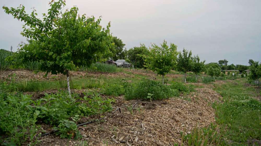 Danielle Da Silva - Sou'wester
The current orchard in South Osborne was created in 2013 and has 60 apple and plum trees on-site. The beds are terraced with berry bushes and vegetables such as squash. The mix of plants in the beds helps retain moisture in the soil.