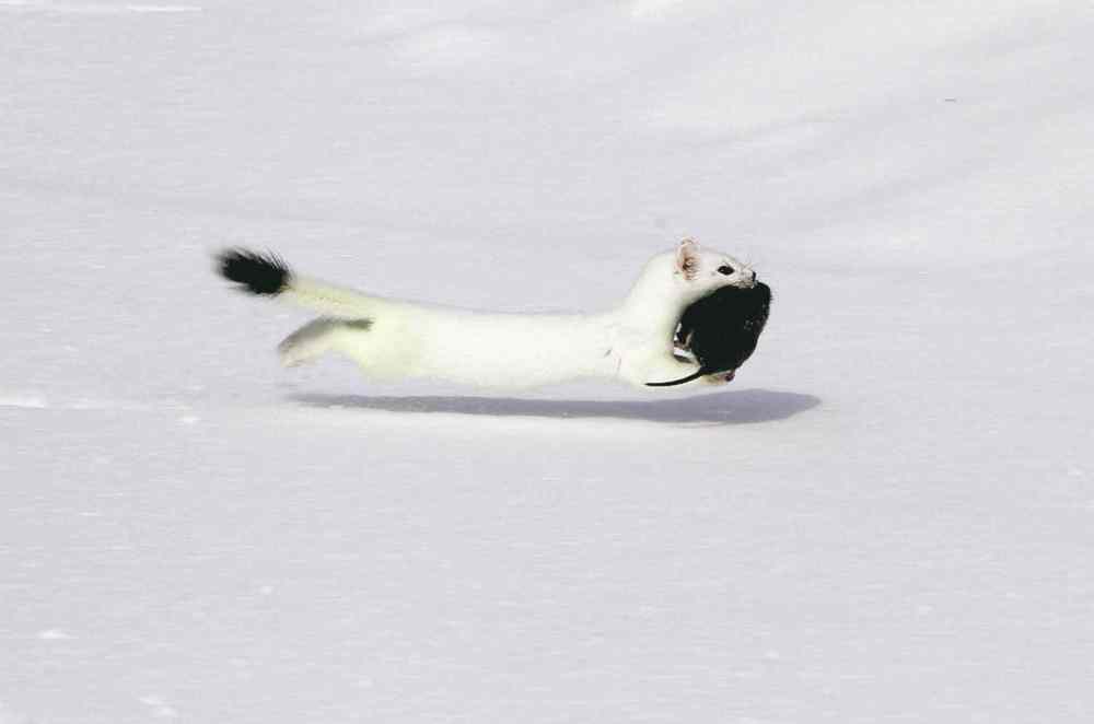 Photo submitted by Dennis Swayze
Local photographer Dennis Swayze captured this image of a weasel as it dashed across the snow with a vole in its teeth last March. The photo was submitted to the Canadian Wildlife Federation’s monthly photo contest and was selected for the month of January.