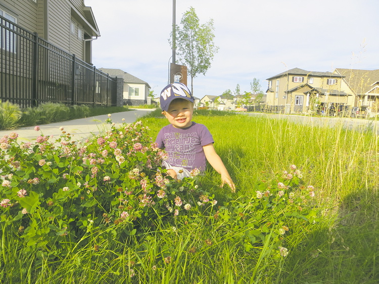 clarifying-the-boulevard-cutting-bylaw-our-communities