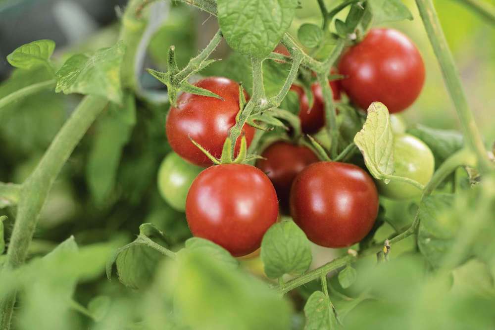 Enjoy the fruits of your gardening labours Our Communities