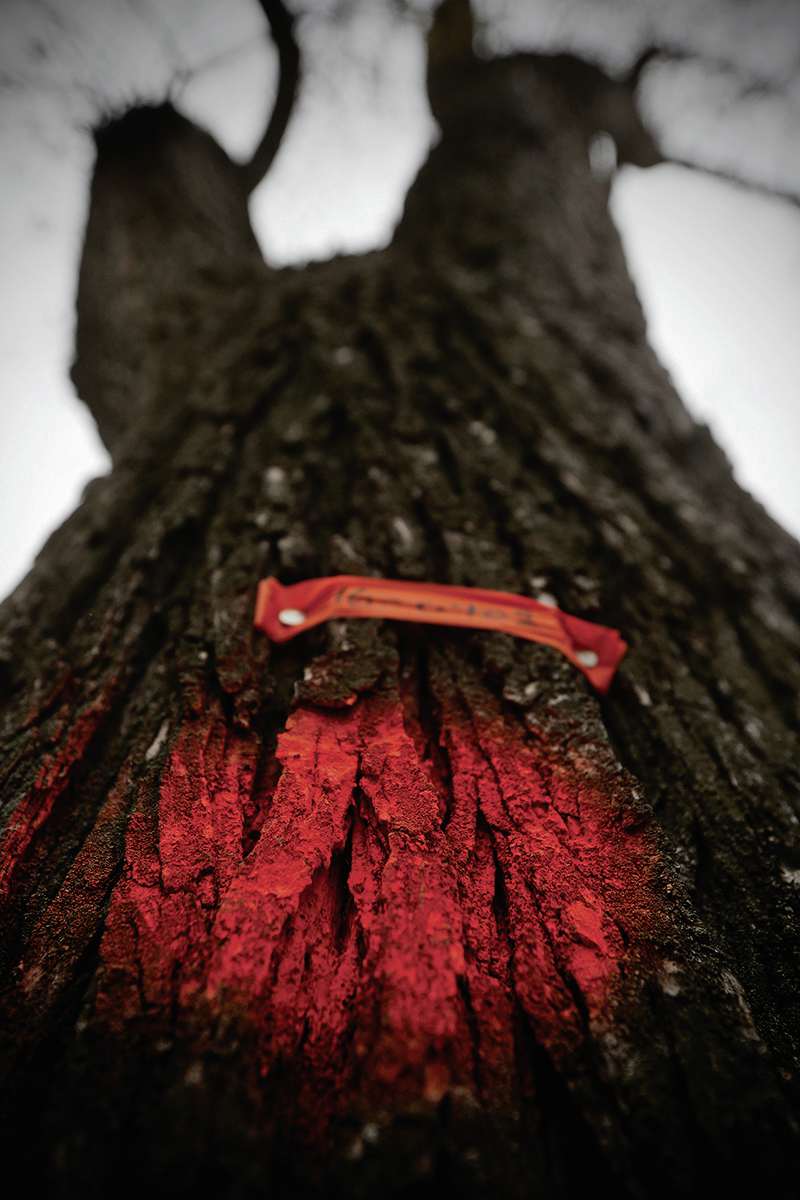 City approves 300K for trees in Daniel McIntyre Our Communities