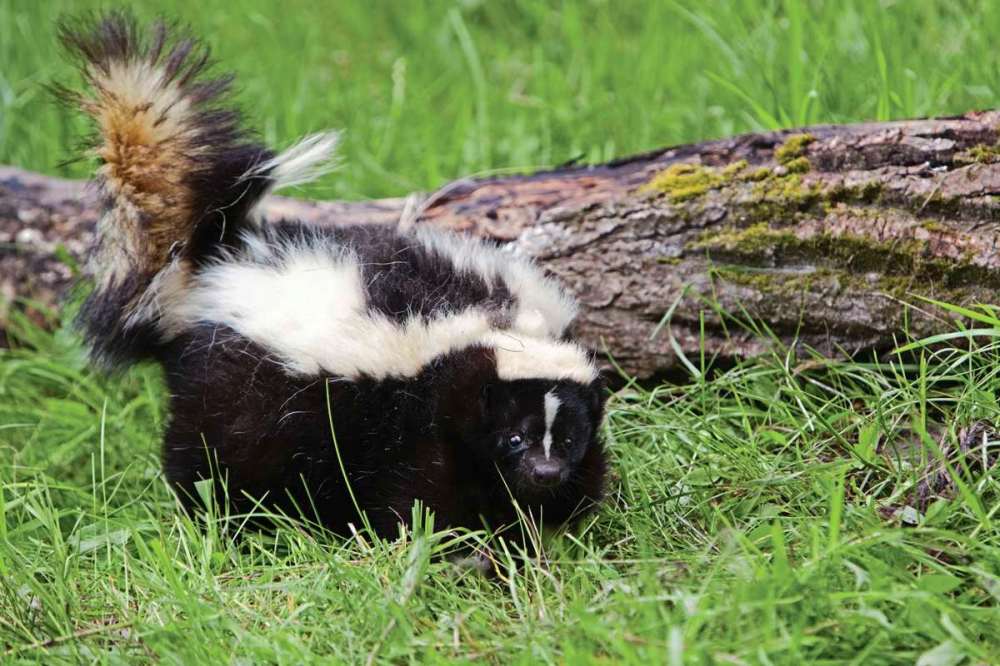 Those pesky skunks and their horrible odour Our Communities