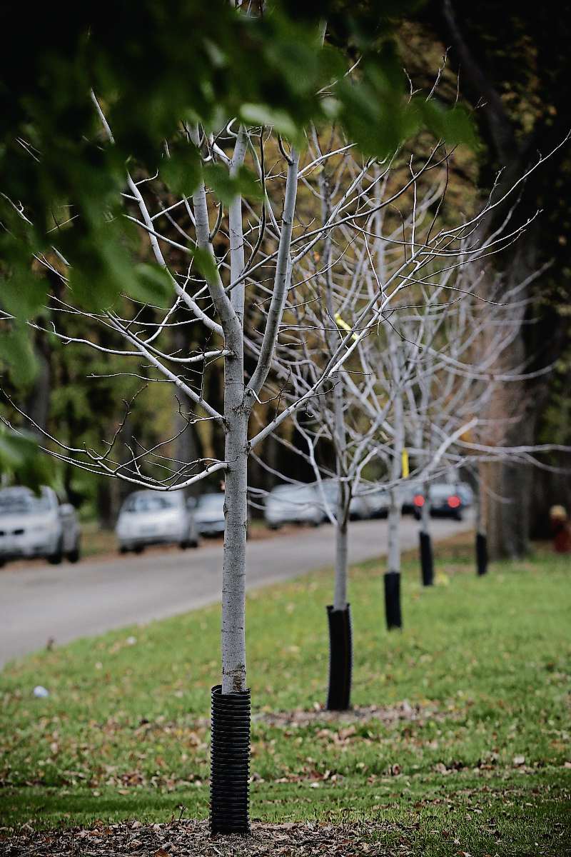 Sou'wester
Trees are being planted all over the city, and River Heights, to replace those lost to the ravages of Dutch elm disease.