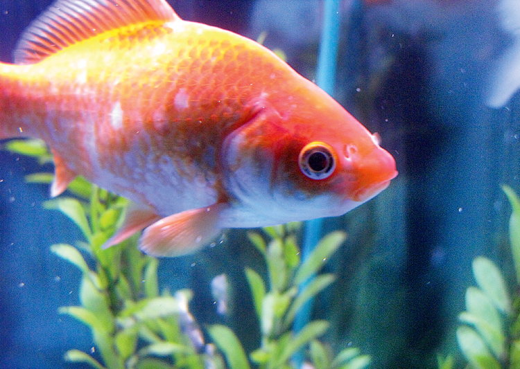 Discover tropical fish all over again