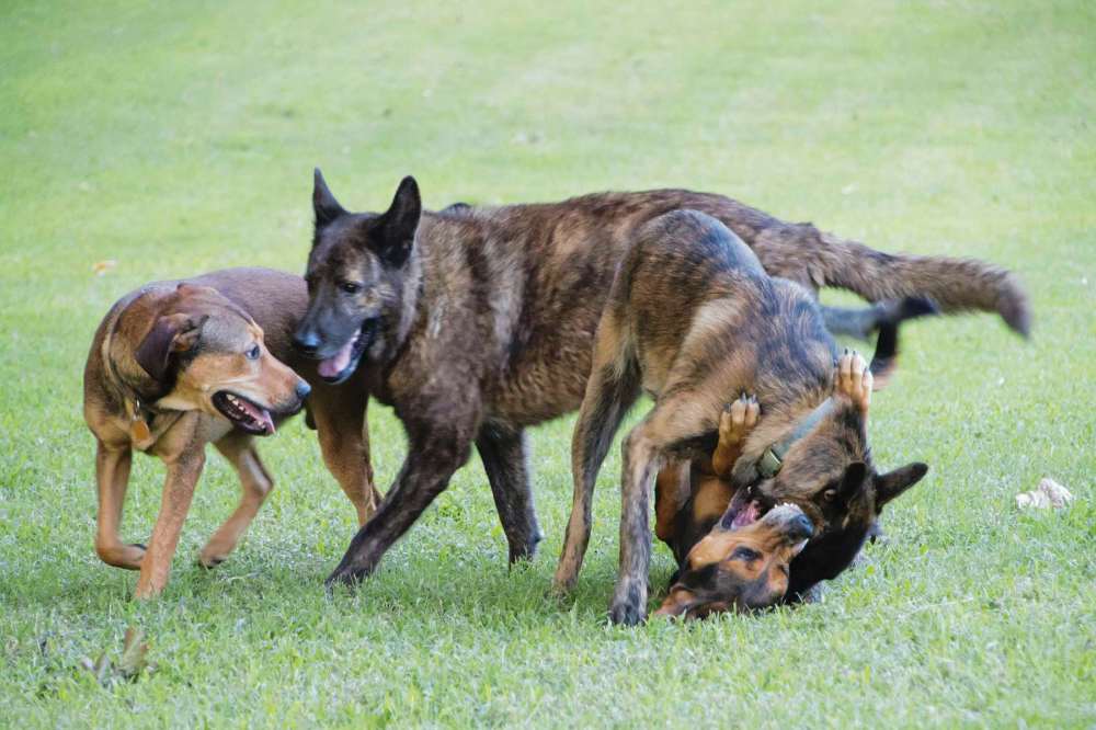 Offleash does not mean ‘no rules’ Our Communities