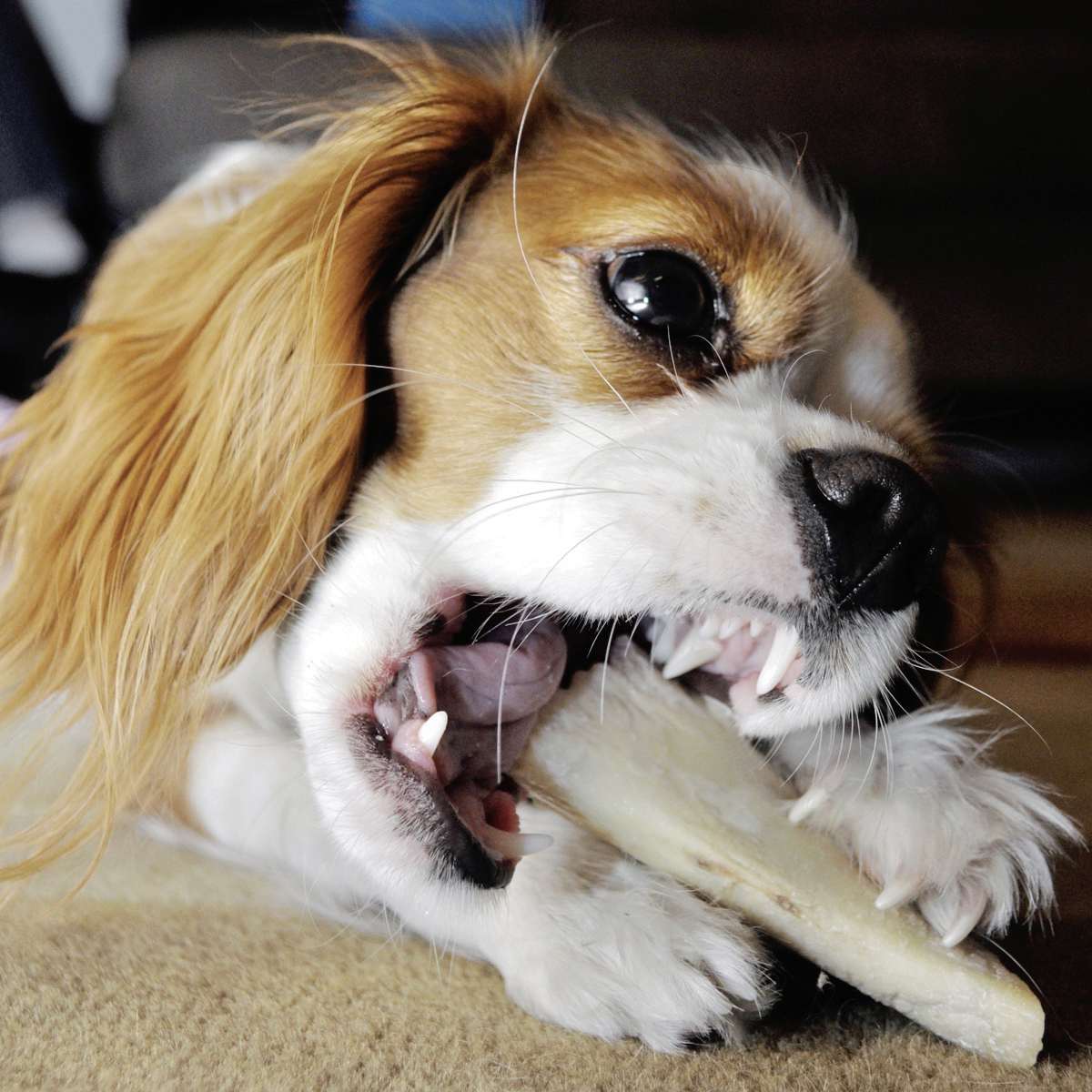 Knick, knack, paddywhack… Our Communities