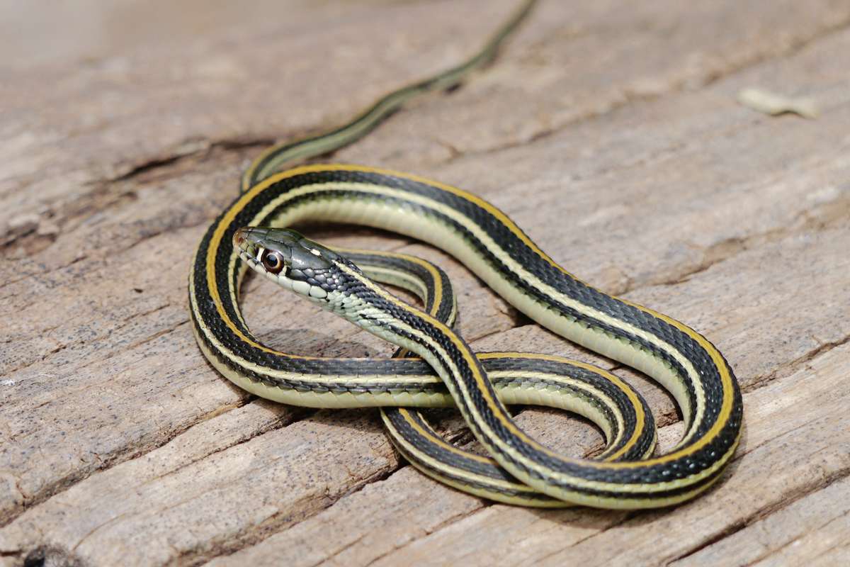 Do wild animals make good pets? Our Communities