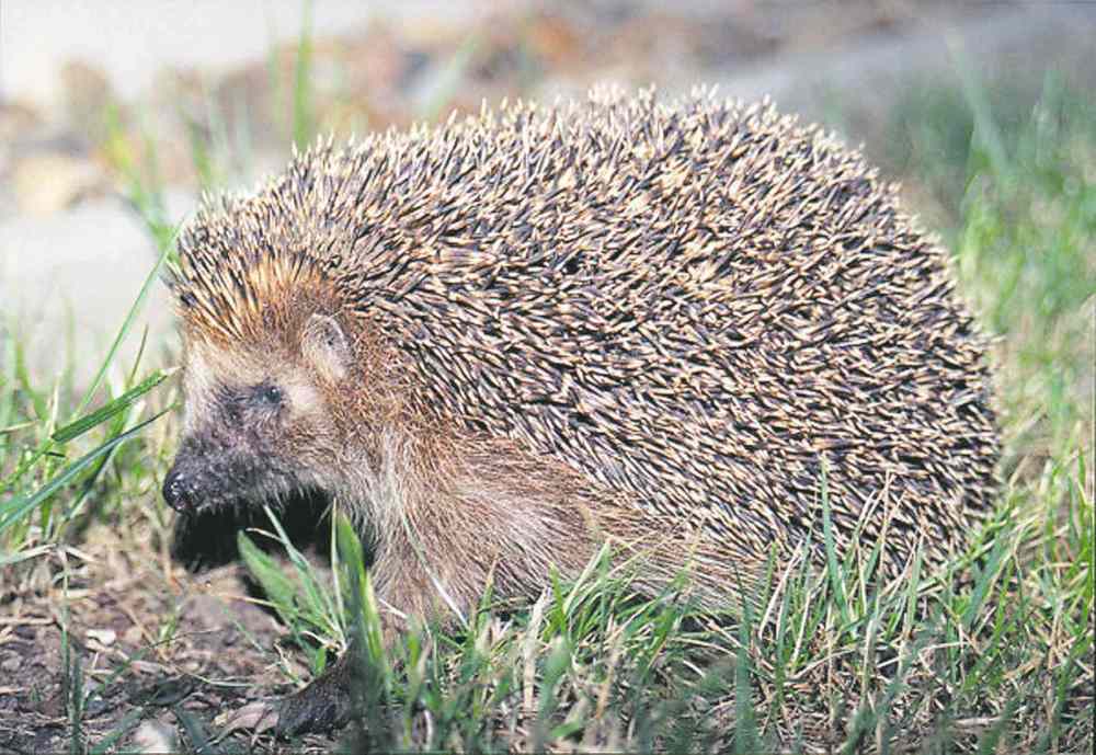 Wikimedia Commons
Hedgehogs make excellent pets if you get them young and work with them often.