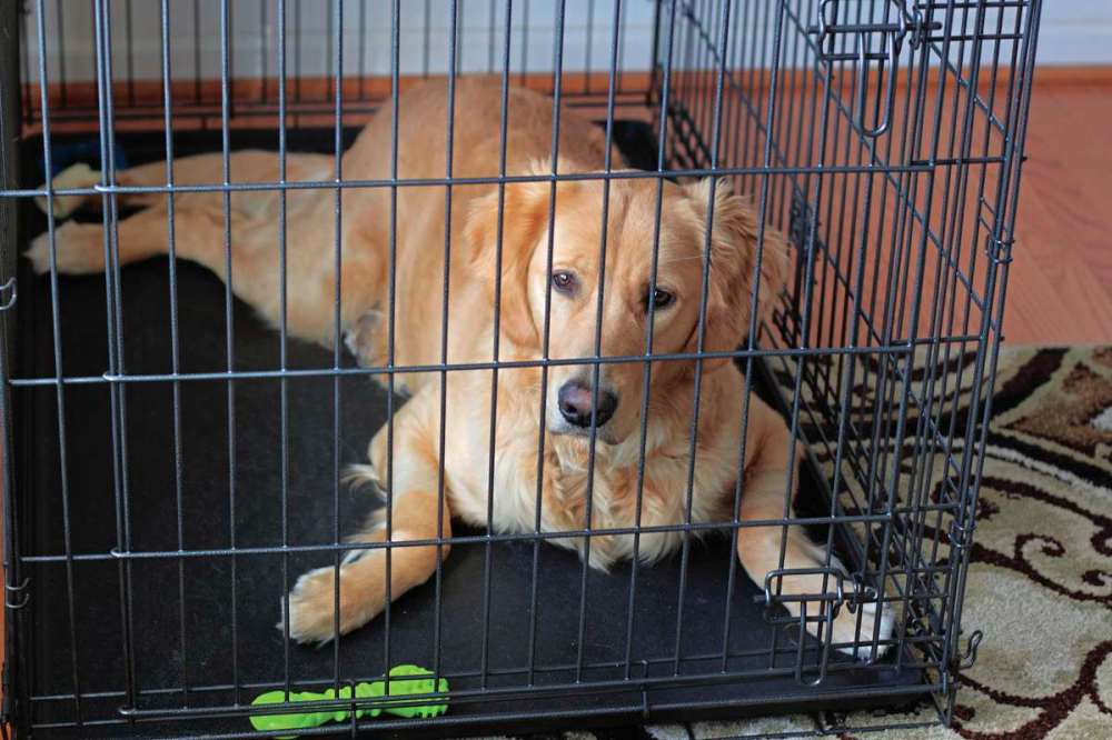 Big benefits to kennel training Our Communities