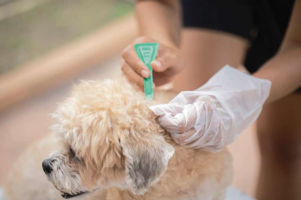 Will Vaseline Kill Fleas On Dogs