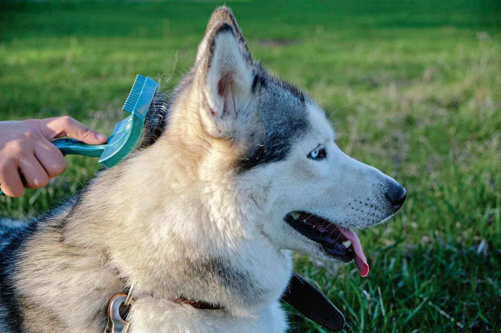 Are you ready for fall shedding? Our Communities