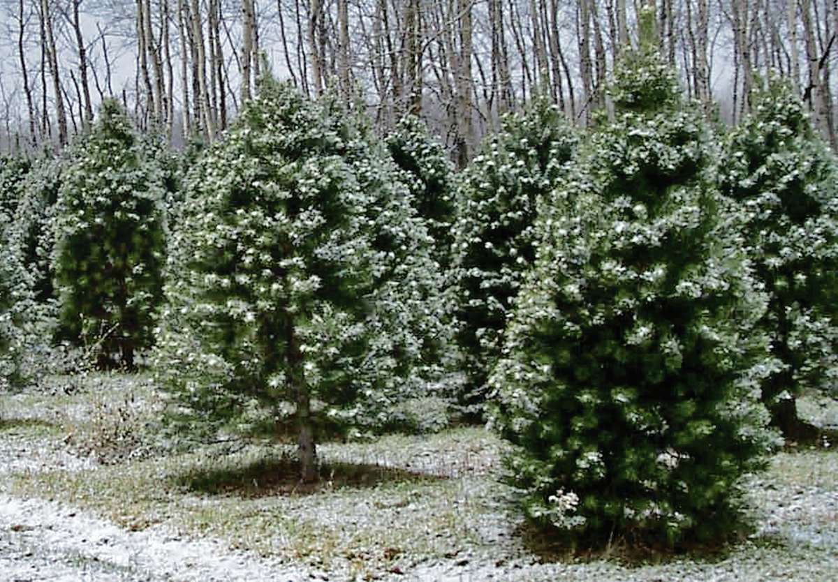 The tradition of getting a live Christmas tree Our Communities