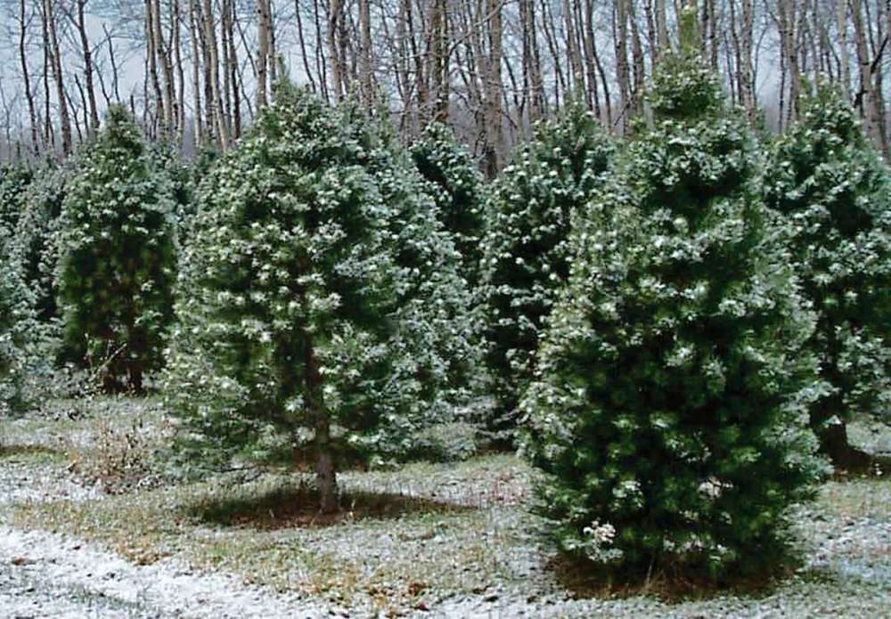 The tradition of getting a live Christmas tree Our Communities