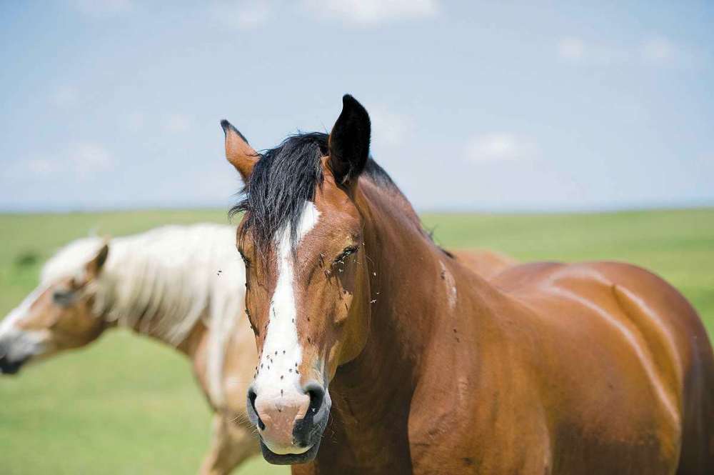 Supplied photo
Swamp fever (a.k.a. equine infectious anemia) is spread by large, biting flies such as horsefiles. Fly and pest control is crucial to keeping your horses safe from the disease, for which there is no known cure or vaccine.