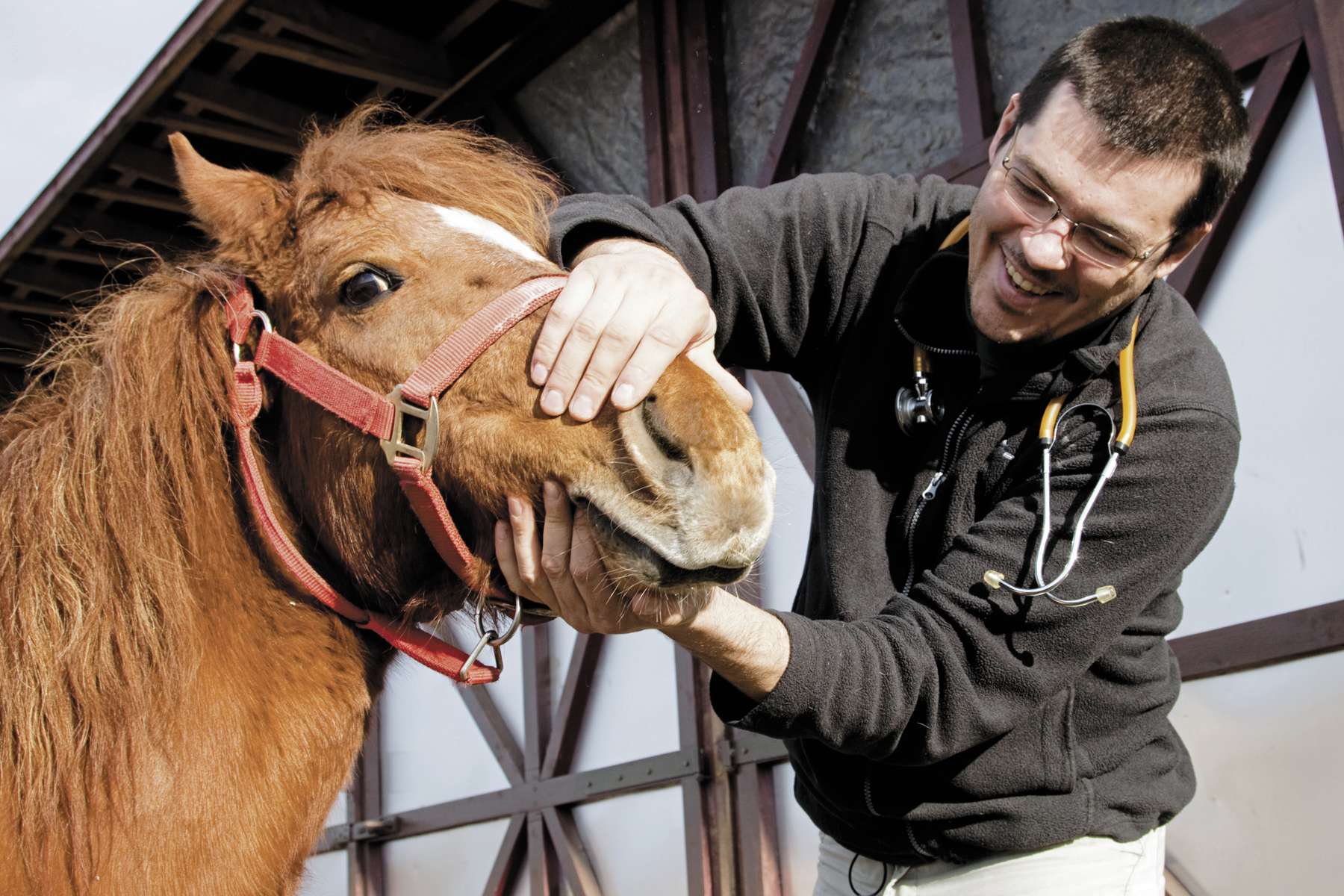 Be careful with shipping fever in horses Our Communities