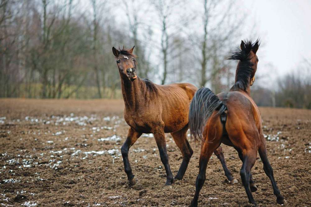 Dreamstime.com
Horses are naturally frisky and playful but if your horses are looking clumsy when at play, you may want a vet to conduct a neurological exam.