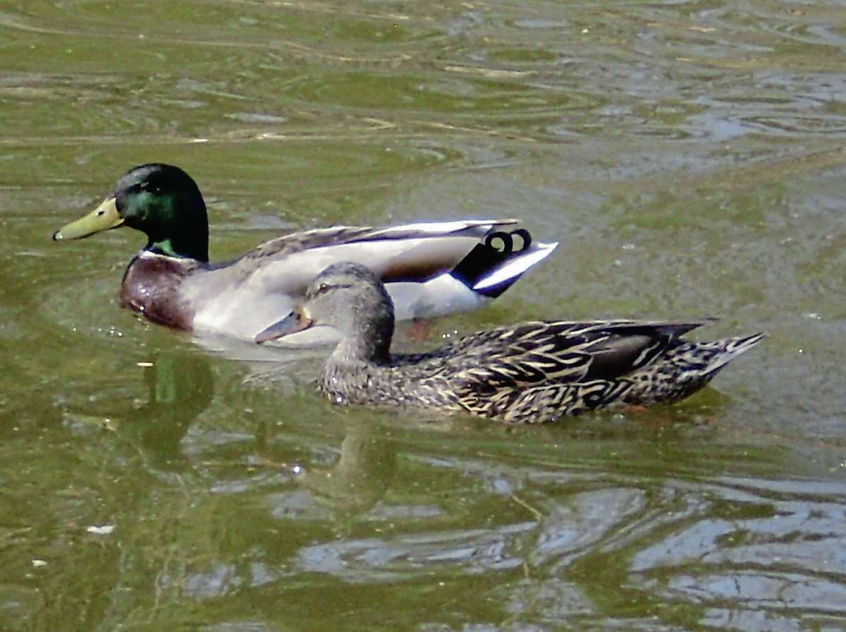 Manitoba’s majestic Mallard duck Our Communities