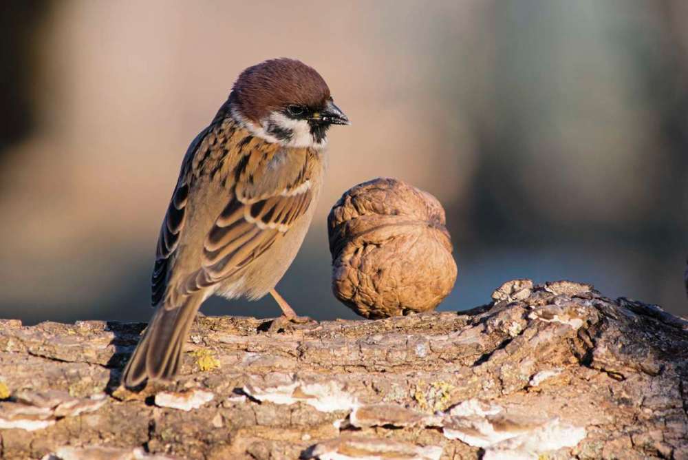 Dreamstime.com
Sparrows are considered 