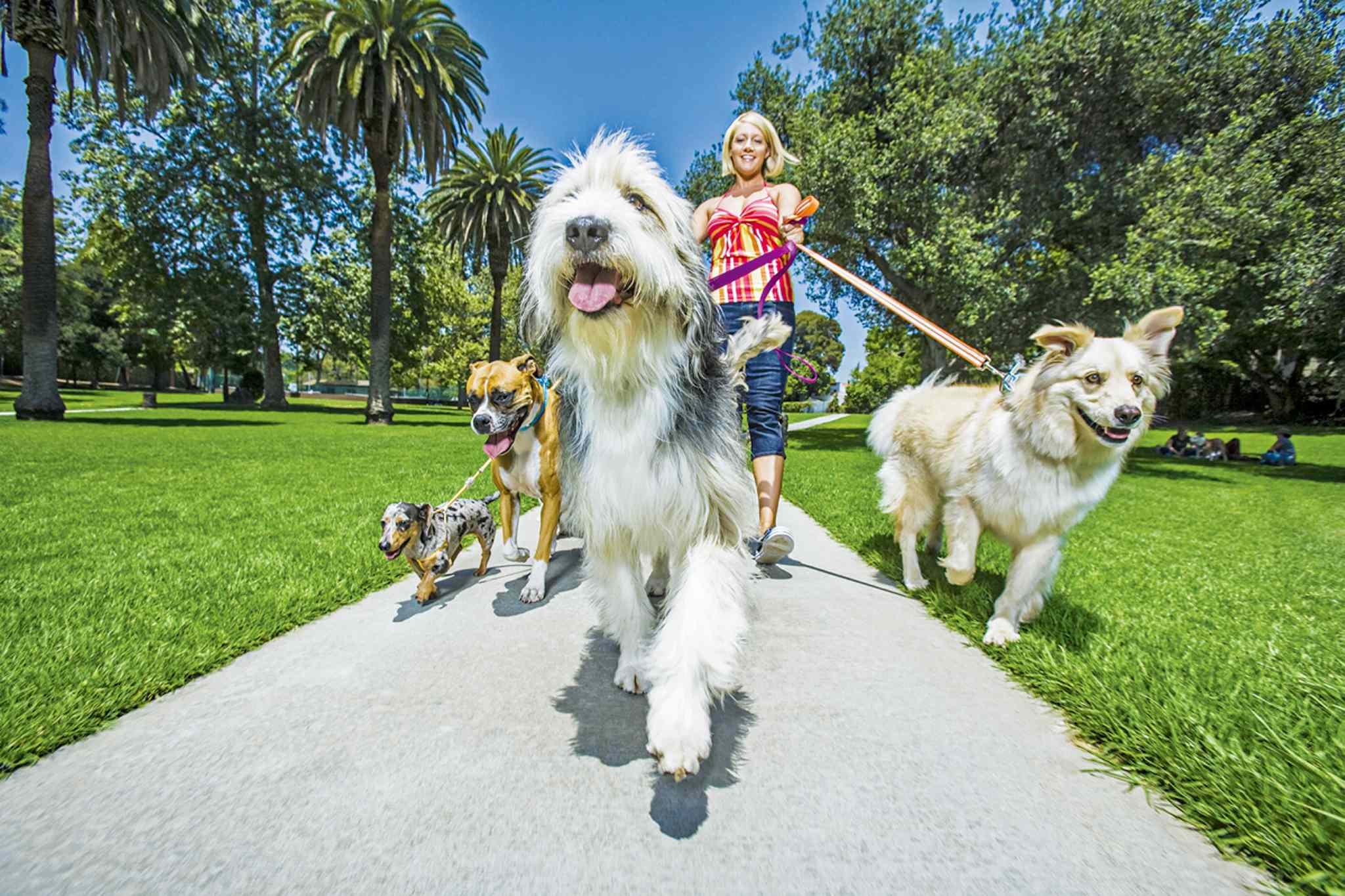 Take you and your dog to boot camp Our Communities