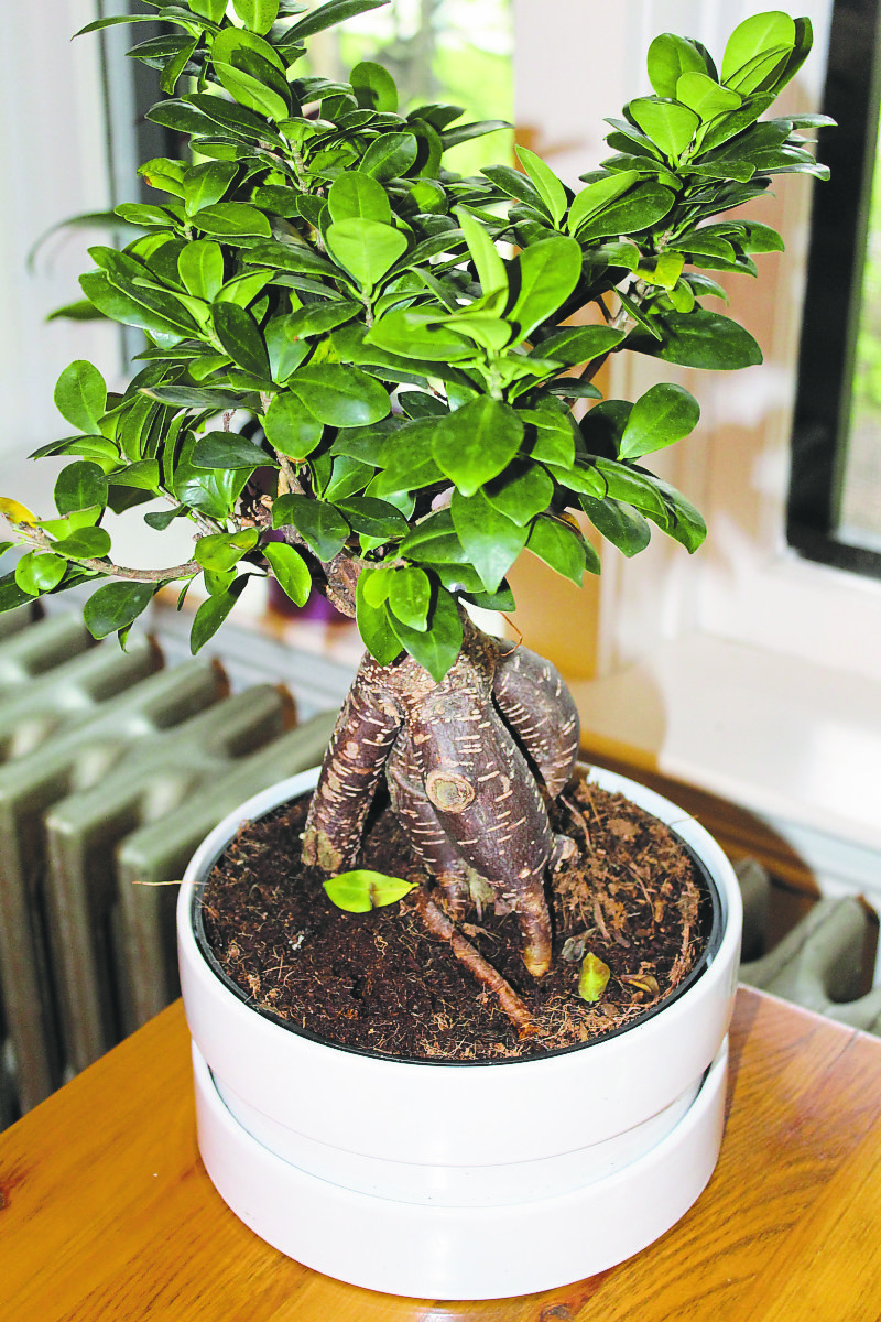 Supplied photo
Our correspondent accidentally discovered that she’d learn responsibility when she bought a bonsai tree — and then read about if afterward.
