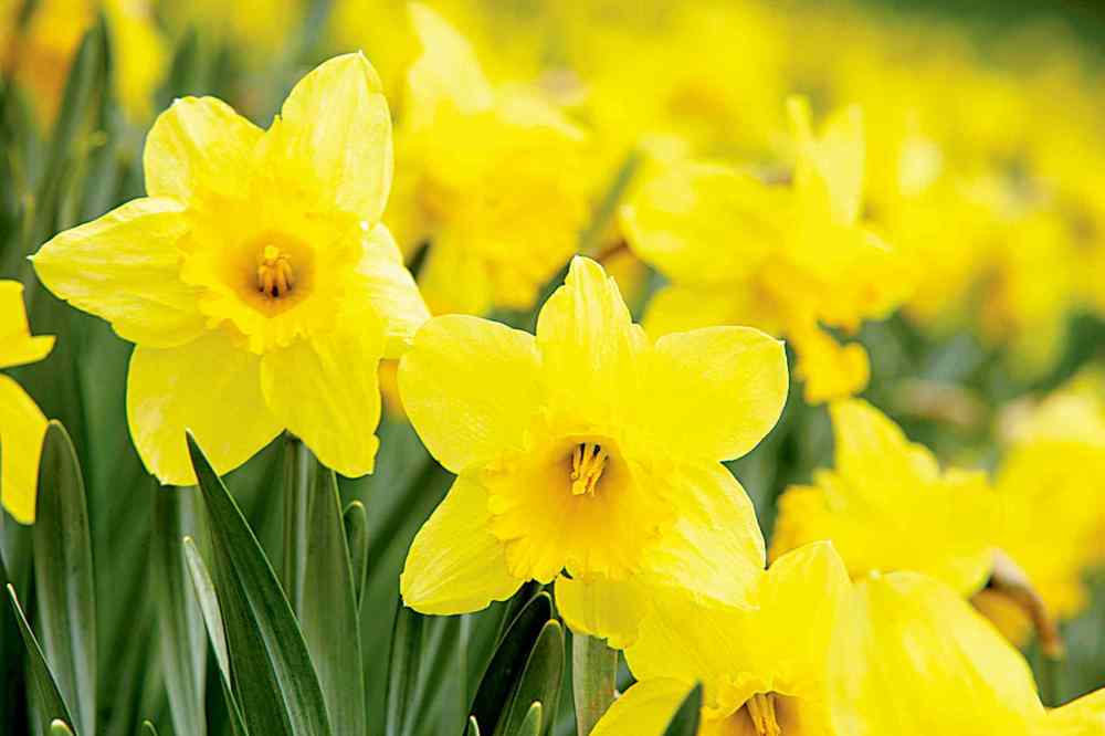 April is Daffodil Month for Cancer Society Our Communities