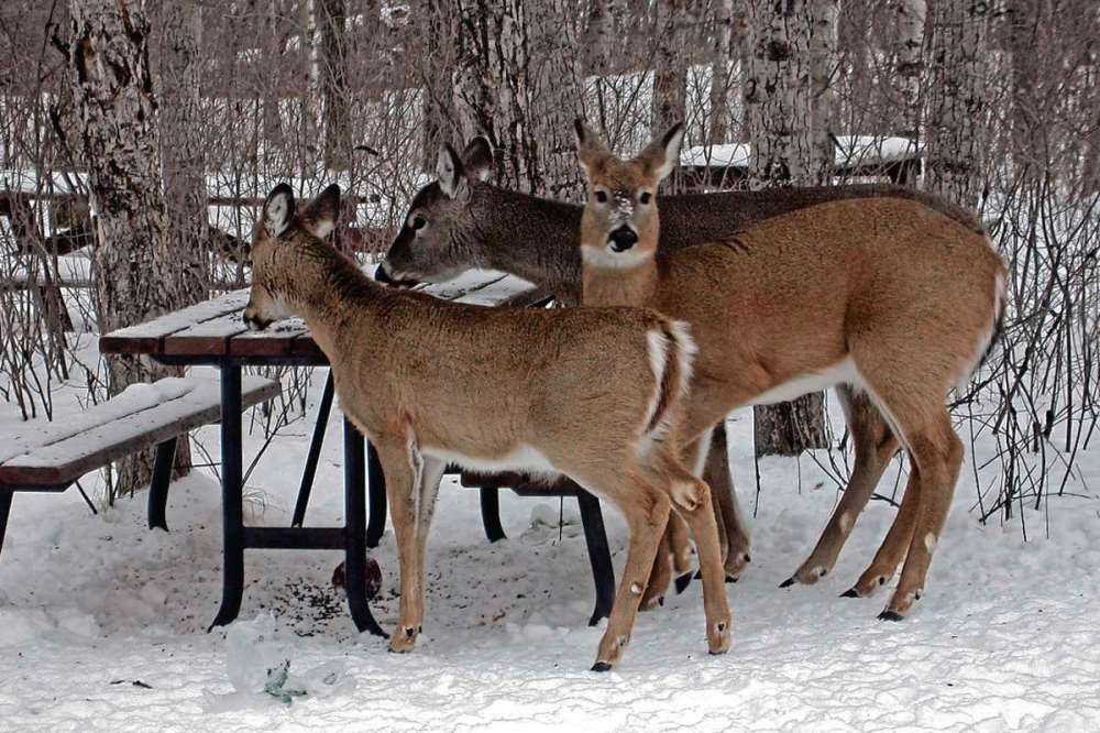Photo by Michele Kading
Don’t feed deer high-carb foods in the winter. Their gut flora adjusts to a high-fibre diet in the winter, and a flood of carbohydrates into their system during this time can cause a host of problems.