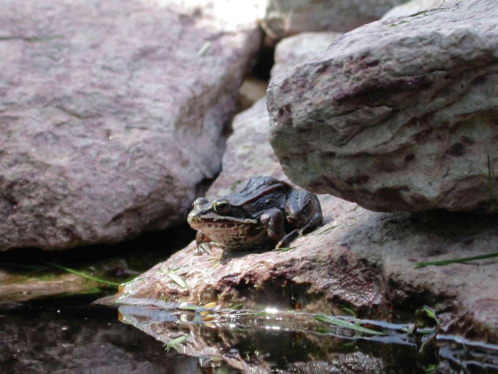 Supplied photo by Kevin McRae
Listening to the frogs at dusk may reduce stress.