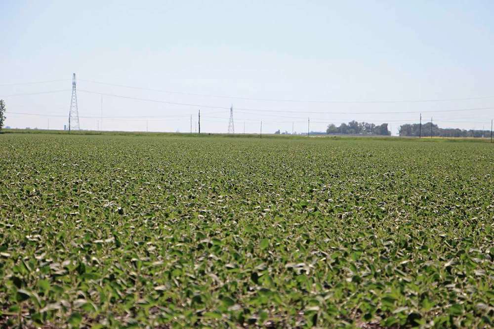 Manitobans can expect hotter summers and more extreme weather in the coming years. Crops like those in Oak Bluff, pictured, will be affected. (GABRIELLE PICHÉ/CANSTAR COMMUNITY NEWS/HEADLINER).