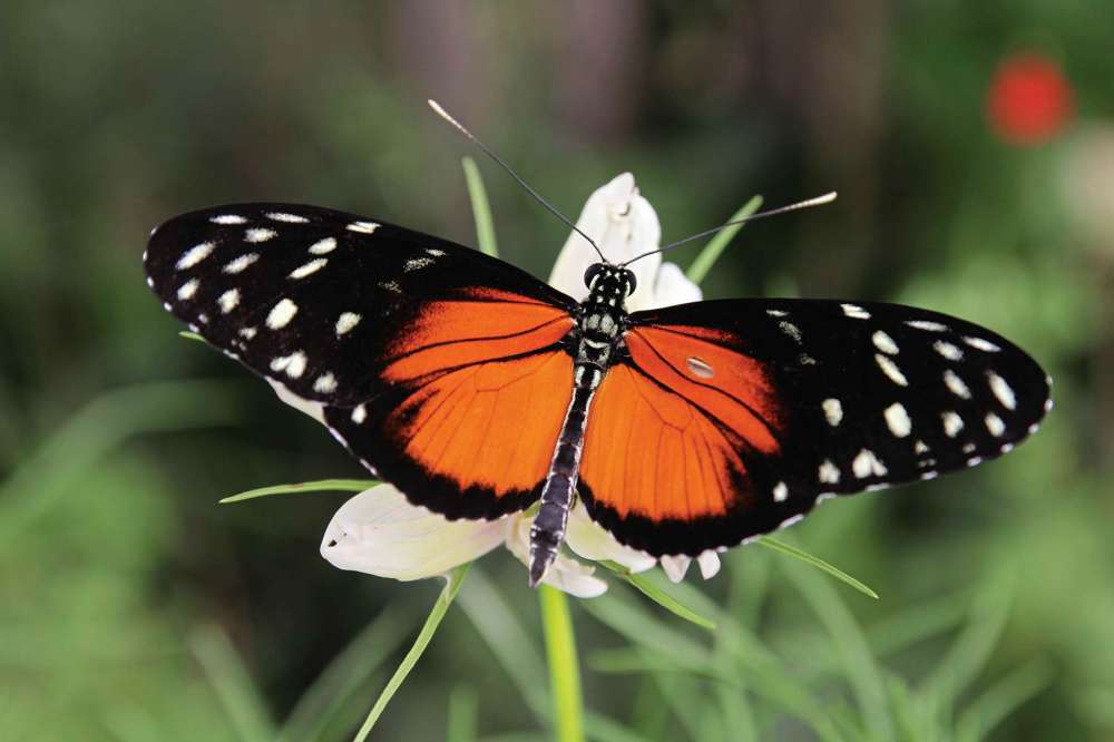 Butterflies abound at the zoo Our Communities